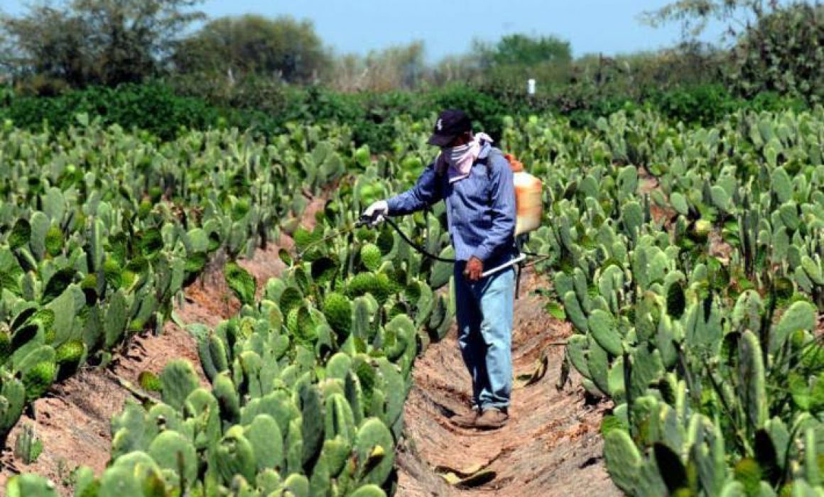 Experiment Venta De Nopal Morelianos Ca Da Del