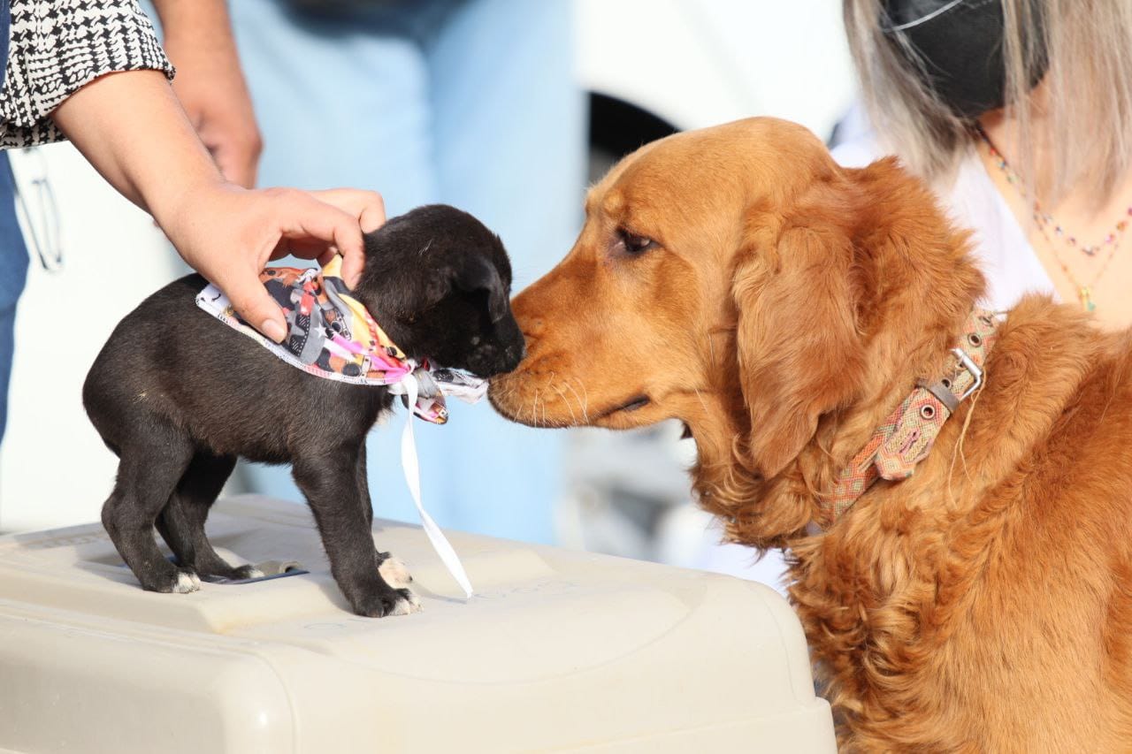 Inicia Campa A Permanente De Esterilizaci N Gratuita De Perros Y Gatos