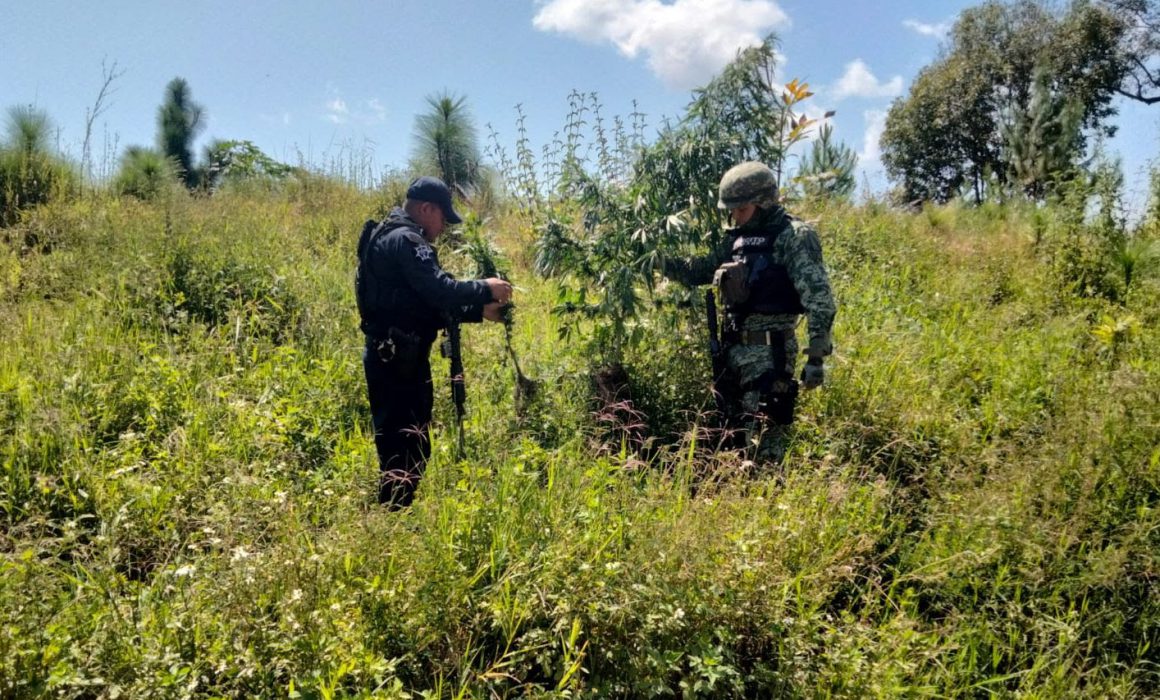 Destruyen Guardia Civil Y Sedena Plant O De Mariguana En Uruapan