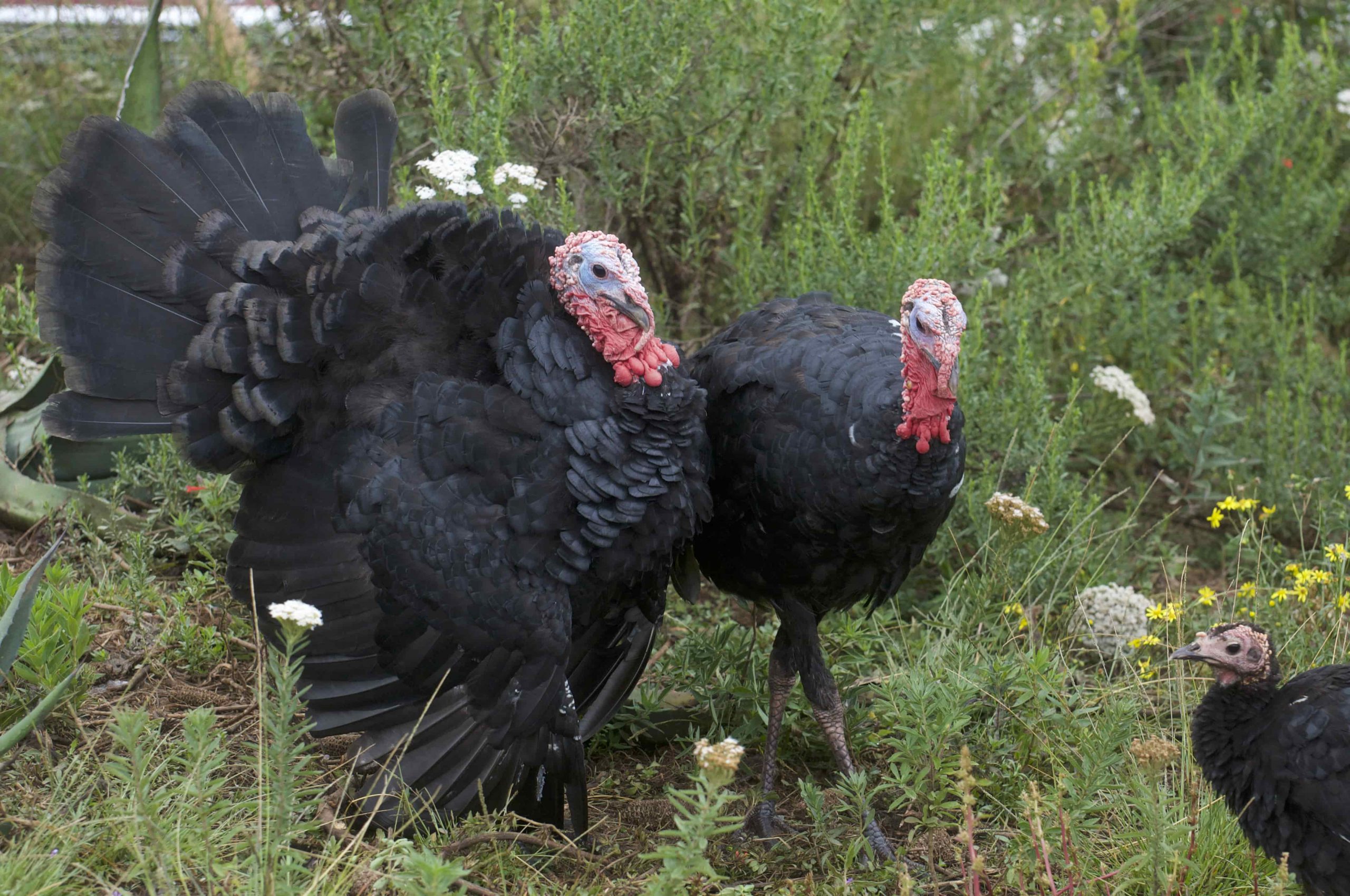 Conoce los beneficios de comer guajolote el pavo mexicano Quadratín