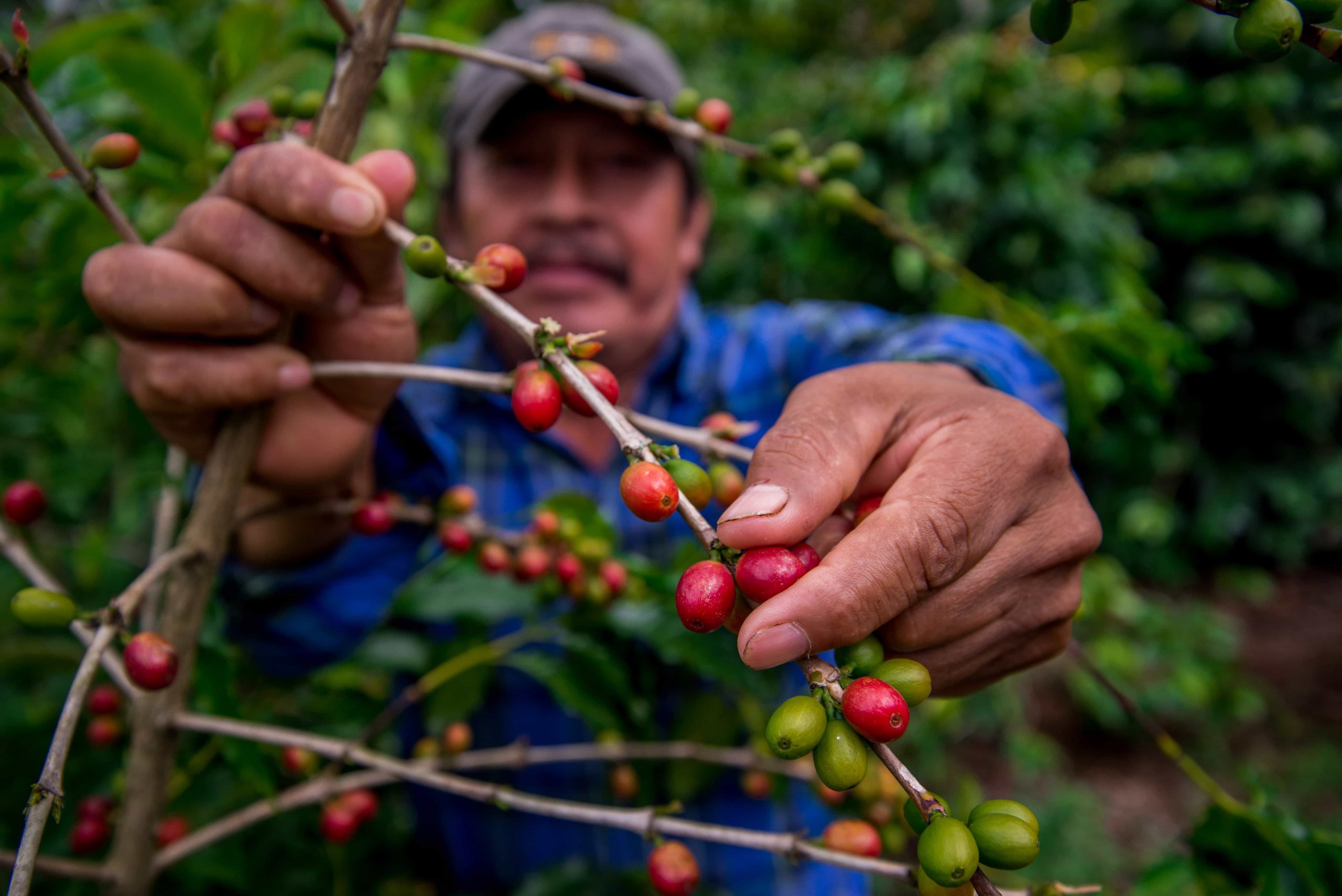 Crecen Exportaciones Agroalimentarias Mexicanas En Julio De