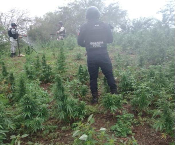 Destruyen plantío de mariguana en Chinicuila Quadratín Michoacán