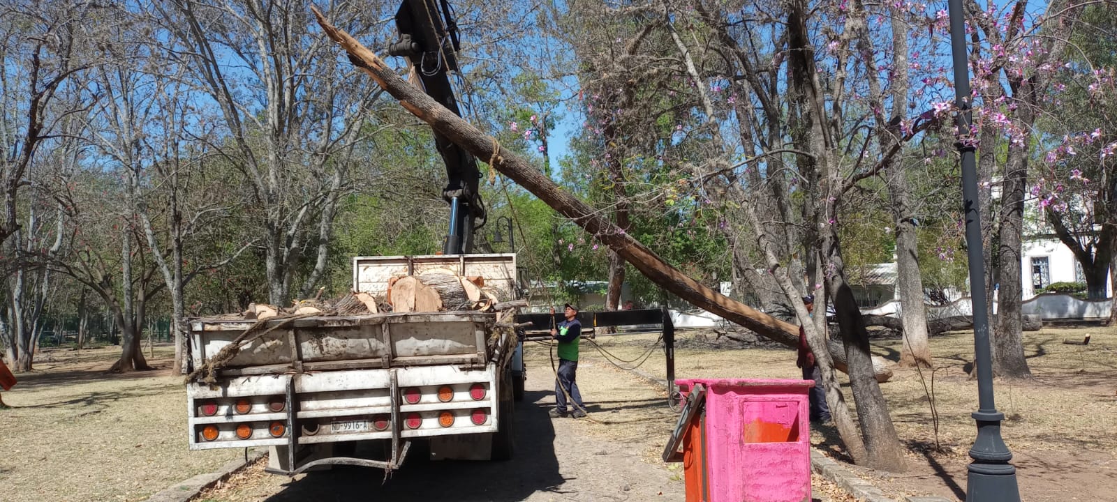 De manera preventiva podan árboles secos del bosque Cuauhtémoc