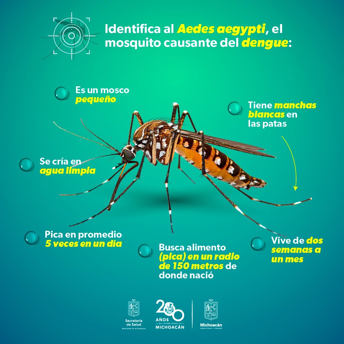 Conoce C Mo Act A Y Luce El Mosco Transmisor Del Dengue Quadrat N