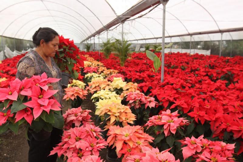 El 60% de flor de nochebuena michoacana, cultivada por mujeres: Sedrua