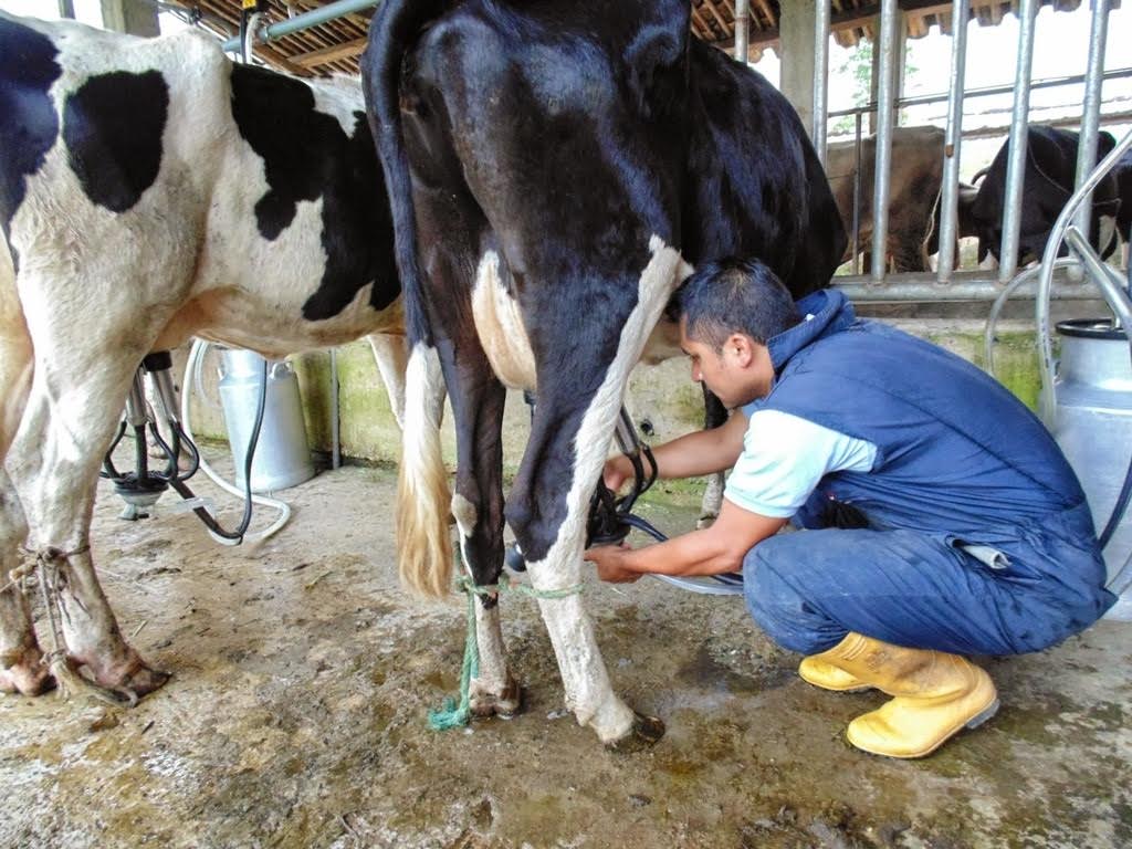 Michoacán produce más de 121 millones litros de leche: Sedrua