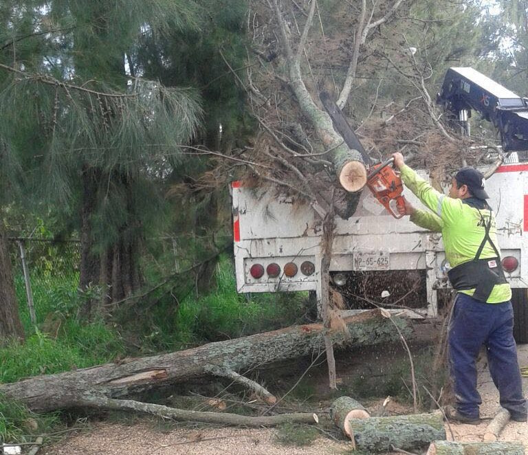 Por derribo de árboles, llaman a tomar precauciones viales en Morelia