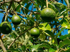 El Cultivo De Aguacate Es Un Serio Problema Ambiental Gomez Tagle