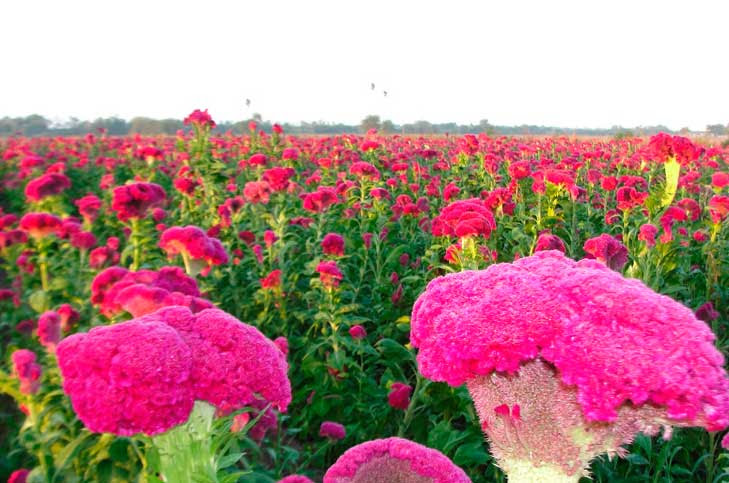 Michoacán, líder en producción de flor Mano de León: Sedrua