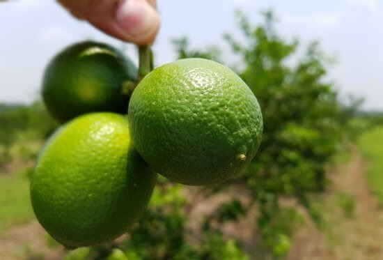 Crece 90% la producción de limón en Michoacán: Sedrua