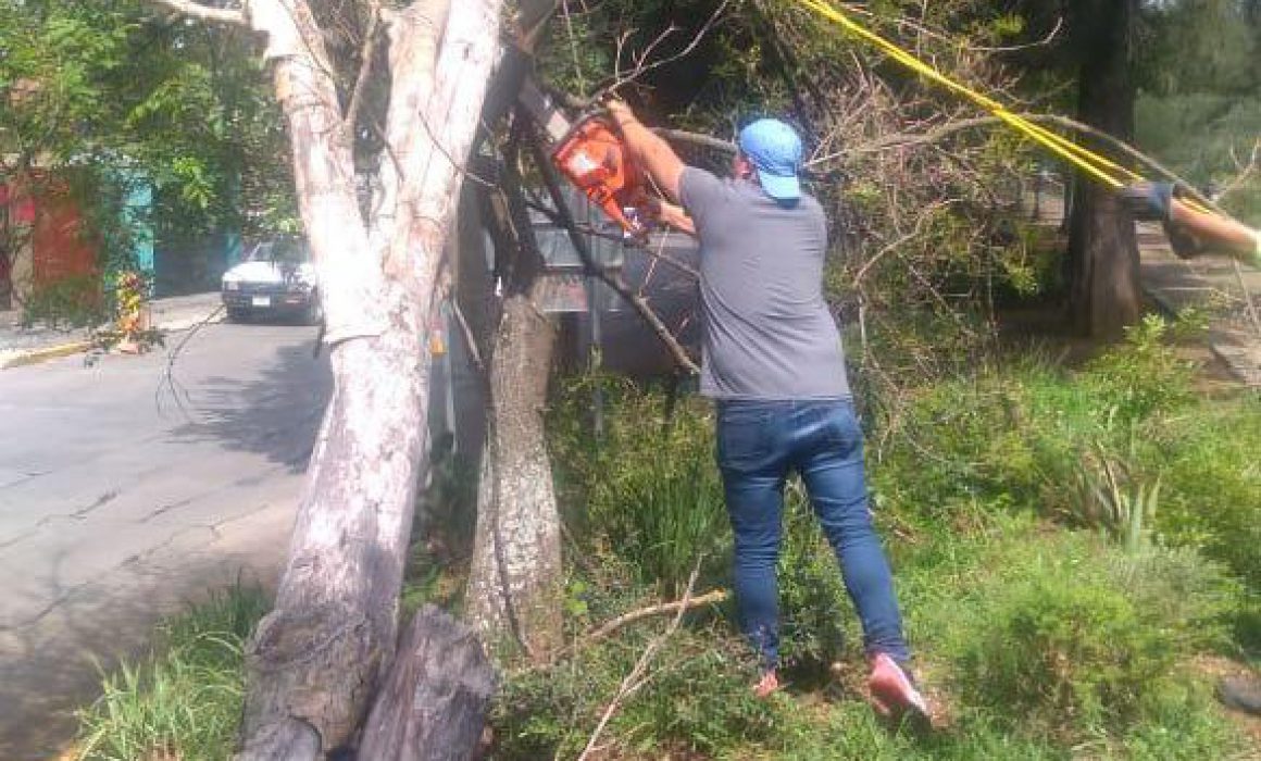 Continúa retiro de ramas y árboles caídos en Morelia