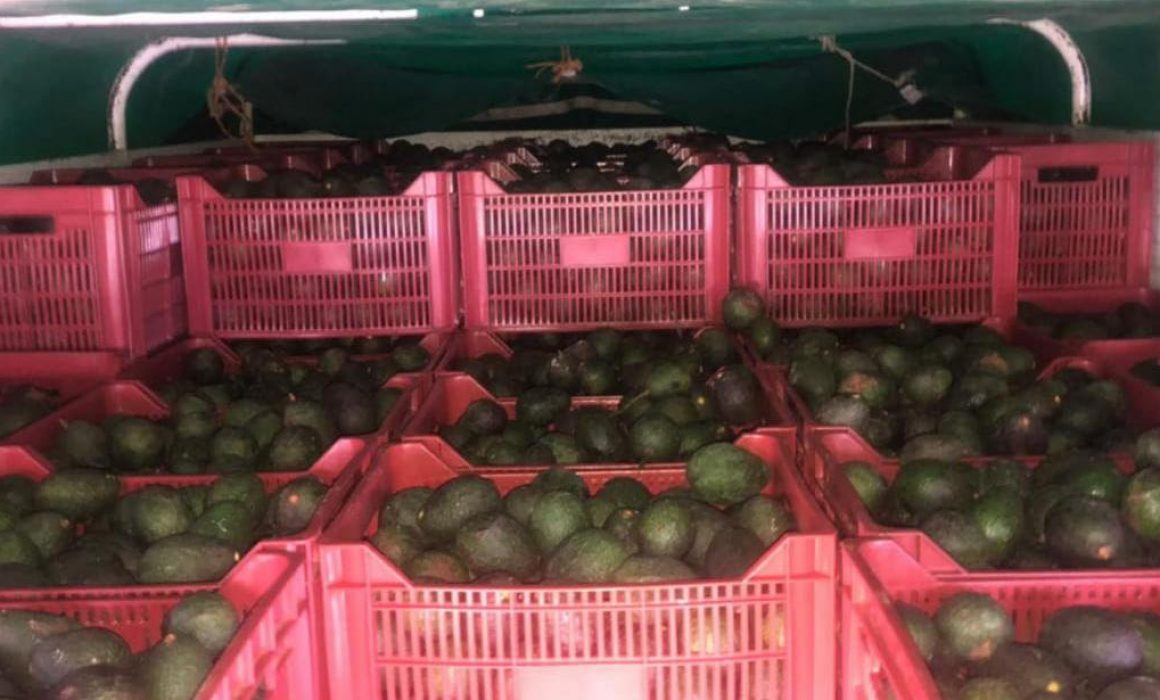 Sólo el 35% de empacadoras-exportadoras de aguacate en Michoacán cumplen  normativa laboral – Red de Mujeres Sindicalistas