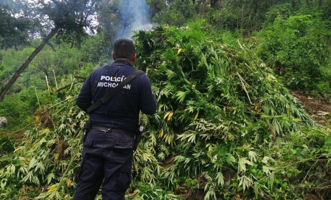 Destruye Ssp 15 Mil Plantas De Marihuana En Charo 5795