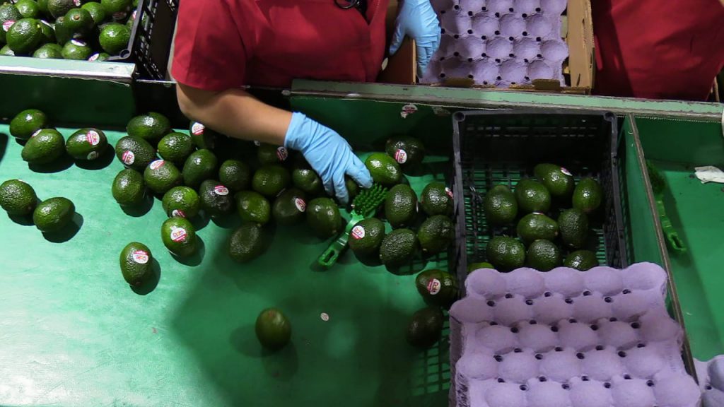 AGUACATE DE MICHOACÁN MEXCO - COMERCIALIZADORA DE AGUACATE