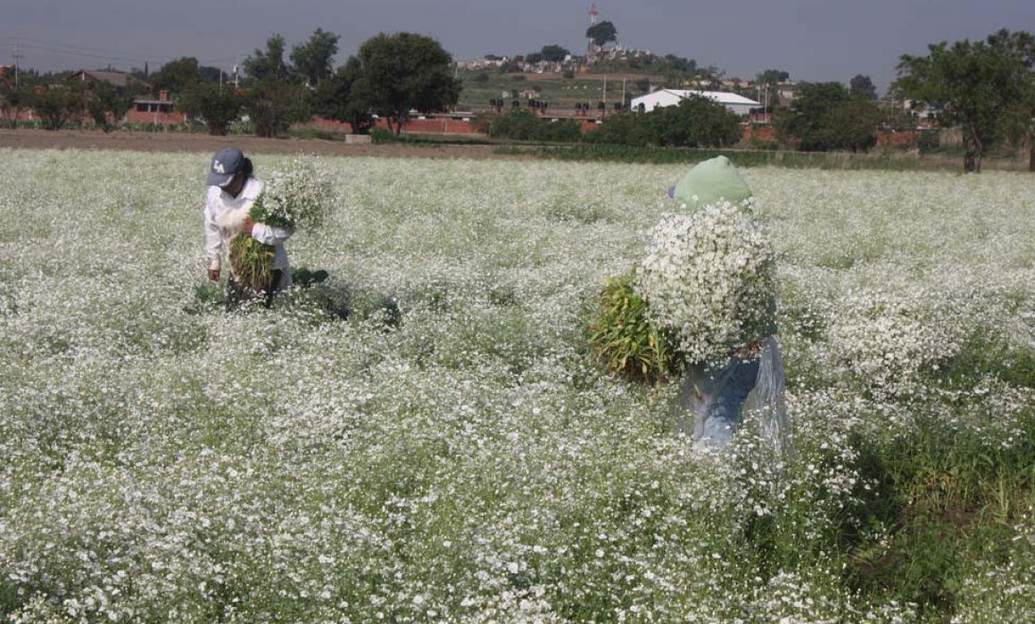 Se coloca Michoacán como segundo productor nacional de flor de nube
