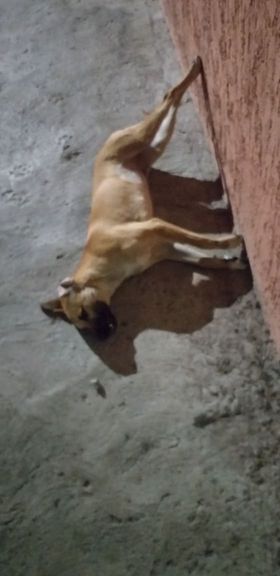 Reportan en redes sociales presunto envenenamiento de perros en Morelia