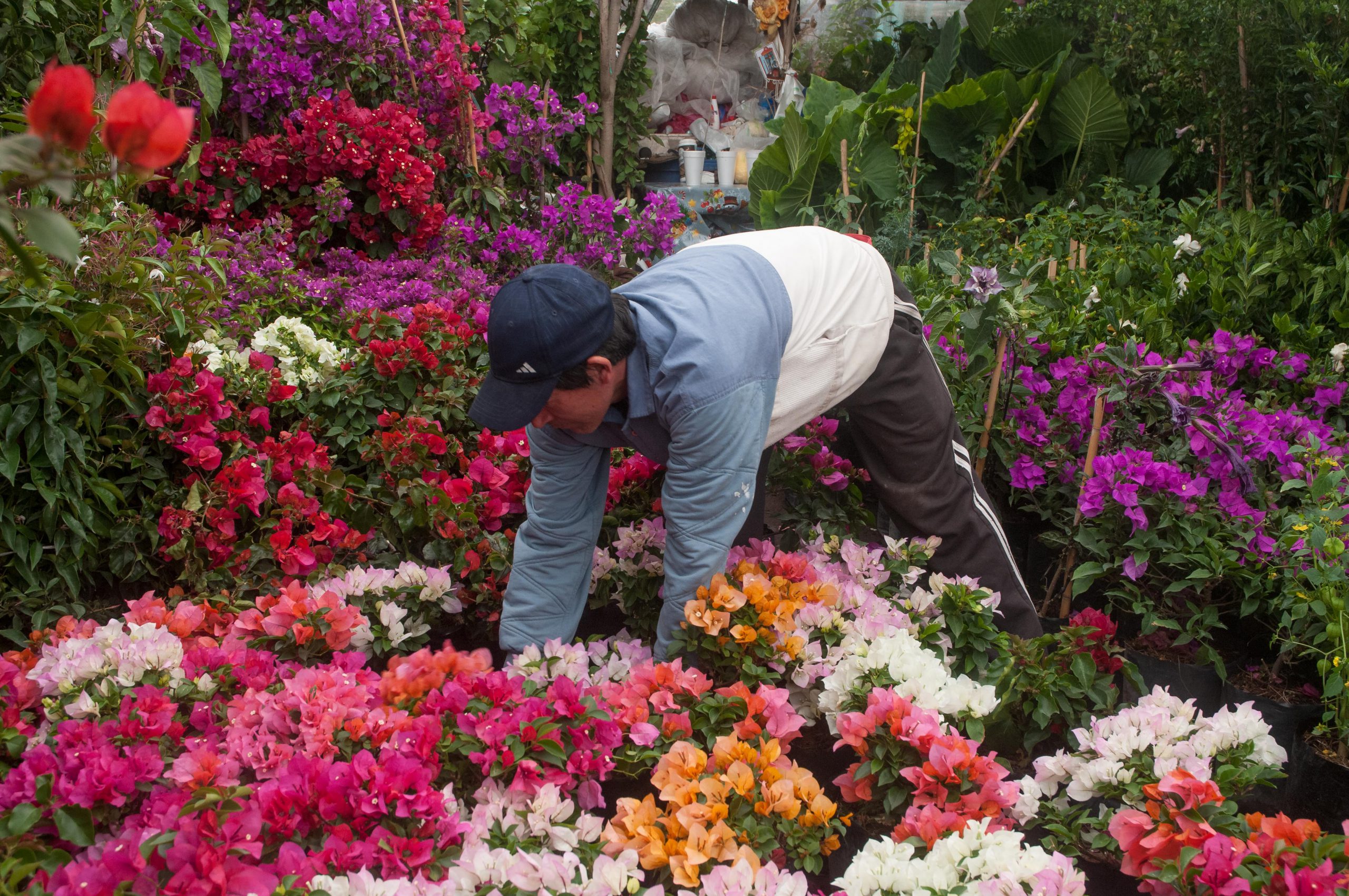 Garantizado el abasto de flores para altares y ofrendas de Día de Muertos