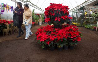 flores de nochebuena Archivos - Quadratín Michoacán