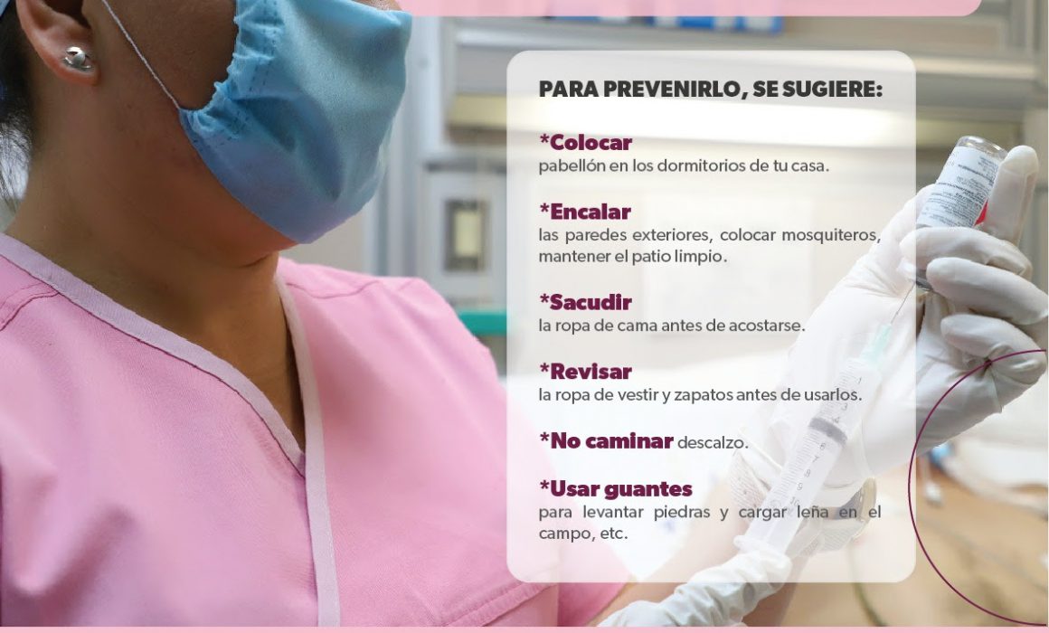 Emite Ssm Recomendaciones Para Prevenir Picaduras De Alacrán 8906