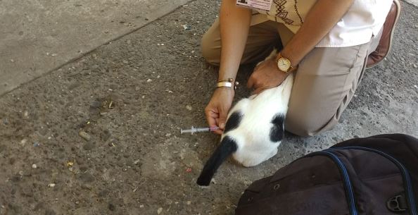 “Canine and Feline Vaccination Reduces Cases of Rabies in Humans in Michoacán”